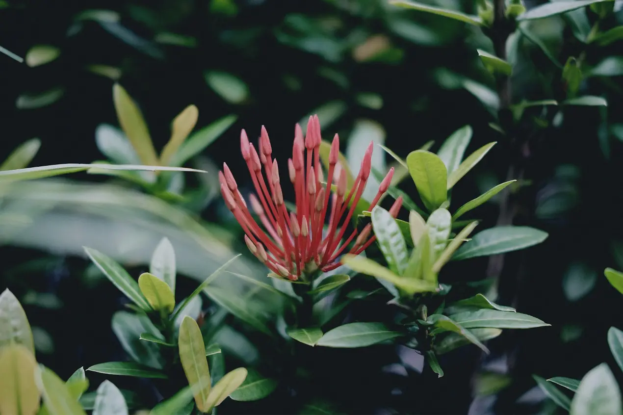 selective focus of red cluster flower